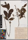 Foto von Salix caprea L. x Salix silesiaca Willd.